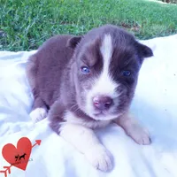 Embark & OFA Tested Parents, a male Siberian Husky for sale in Anderson, SC – 8 of 10