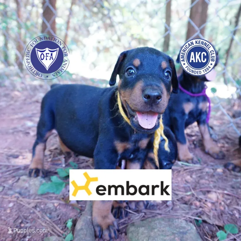 AKC Euro OFA & Embark - Huu – Doberman Pinscher puppy for sale in Anderson, SC