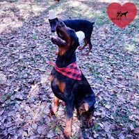 Health Tested - European, a  Doberman Pinscher for sale in Anderson, SC – 9 of 10