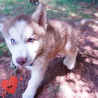 AKC OFA Red/white, a male Siberian Husky for sale in Anderson, SC – 9 of 10