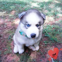 AKC OFA Embark Parents, a male Siberian Husky for sale in Anderson, SC – 9 of 10