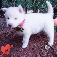 Solid White Female AKC OFA, a female Siberian Husky for sale in Anderson, SC – 5 of 10