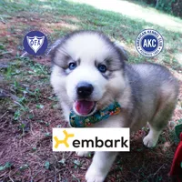 AKC OFA Embark Parents, a male Siberian Husky for sale in Anderson, SC – 1 of 10