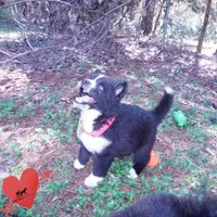 Phoenix - AKC, a female Siberian Husky for sale in Anderson, SC – 4 of 10
