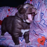 Solid Brown Ready March, a male Siberian Husky for sale in Anderson, SC – Photo 2 of 10