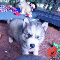 Black/white AKC OFA Embark - Gerogina, a male Siberian Husky for sale in Anderson, SC – 9 of 10