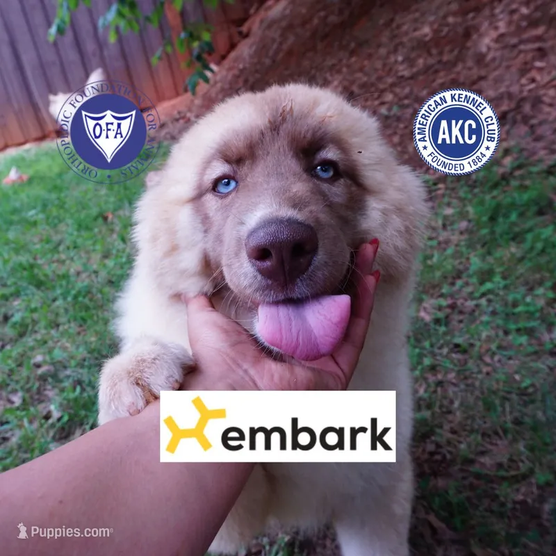 AKC Solid Brown OFA Embark – Siberian Husky puppy for sale in Anderson, SC