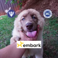 AKC Solid Brown OFA Embark, a female Siberian Husky for sale in Anderson, SC – 1 of 10