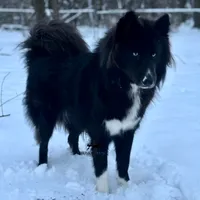 Ready mid October, a  Siberian Husky for sale in Anderson, SC – 3 of 10