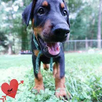 AKC Euro OFA & Embark - Hahn, a male Doberman Pinscher for sale in Anderson, SC – 9 of 10