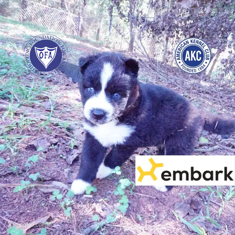 Phoenix - AKC – Siberian Husky puppy for sale in Anderson, SC
