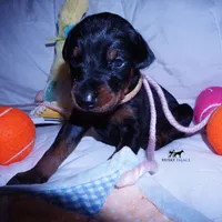 Champion & Full Euro AKC, a female Doberman Pinscher for sale in Anderson, SC – 8 of 10