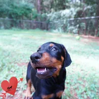 AKC Euro OFA & Embark - Amon, a male Doberman Pinscher for sale in Anderson, SC – 8 of 10
