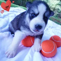 Black/white AKC OFA Embark - Azteca, a male Siberian Husky for sale in Anderson, SC – 5 of 10