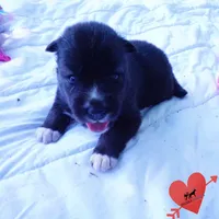 Agouti OFA, AKC, & Embark, a female Siberian Husky for sale in Anderson, SC – 8 of 10