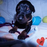 AKC Euro OFA & Embark, a male Doberman Pinscher for sale in Anderson, SC – 6 of 10