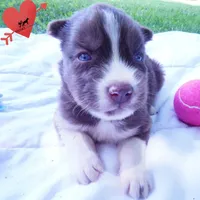 Embark & OFA Tested Parents, a male Siberian Husky for sale in Anderson, SC – 5 of 10