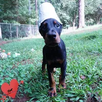 Ear cropped AKC Euro OFA & Embark, a male Doberman Pinscher for sale in Anderson, SC – 5 of 10