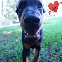 Ears Cropped AKC Euro OFA & Embark, a male Doberman Pinscher for sale in Anderson, SC – 2 of 10
