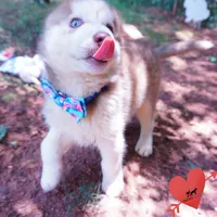 AKC OFA Red/white, a male Siberian Husky for sale in Anderson, SC – 5 of 10