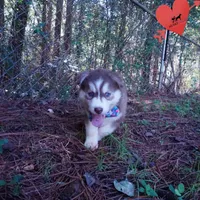 OFA & AKC Red/white, a male Siberian Husky for sale in Anderson, SC – 4 of 10