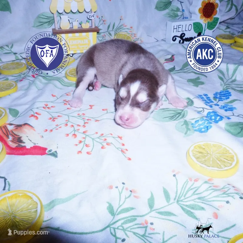 OFA & AKC - Aphrodite – Siberian Husky puppy for sale in Anderson, SC