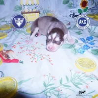 OFA & AKC - Aphrodite, a female Siberian Husky for sale in Anderson, SC – 1 of 7