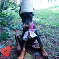 Champion & Full Euro AKC - Yue, a female Doberman Pinscher for sale in Anderson, SC – 2 of 10