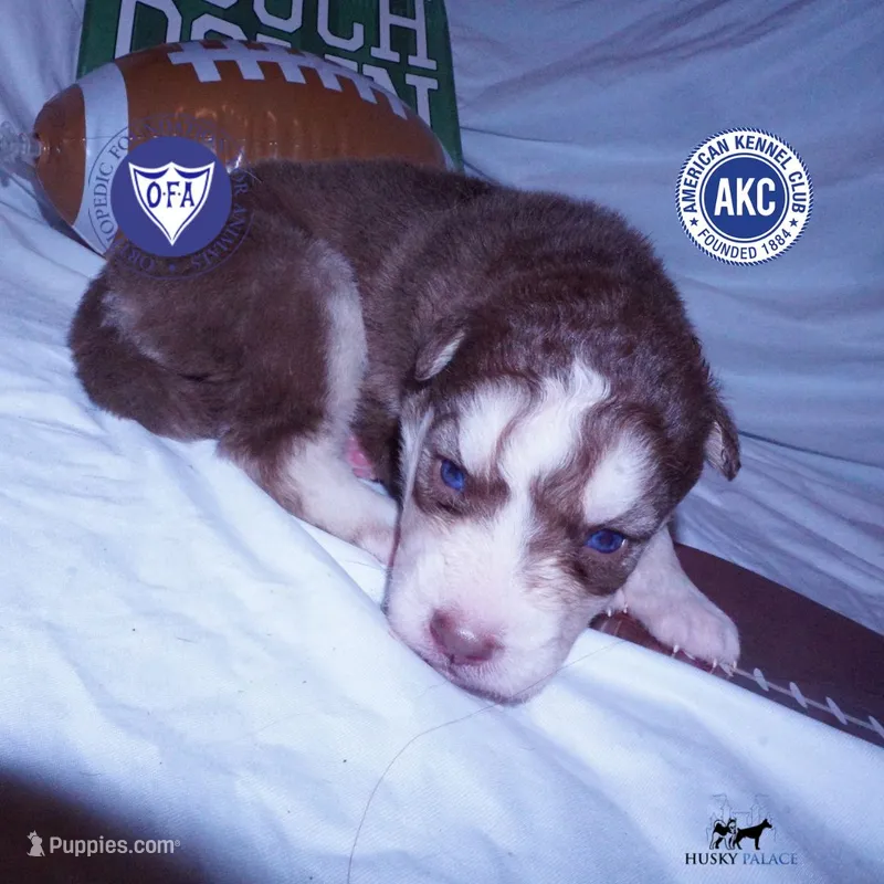 OFA & AKC Red/white – Siberian Husky puppy for sale in Anderson, SC