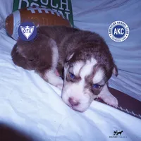 OFA & AKC Red/white, a male Siberian Husky for sale in Anderson, SC – 1 of 9