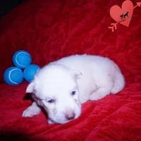 White AKC OFA, a male Siberian Husky for sale in Anderson, SC – 4 of 10
