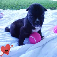 Agouti OFA, AKC, & Embark, a female Siberian Husky for sale in Anderson, SC – 4 of 10