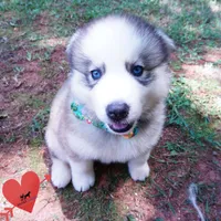 AKC OFA Embark Parents, a male Siberian Husky for sale in Anderson, SC – 8 of 10