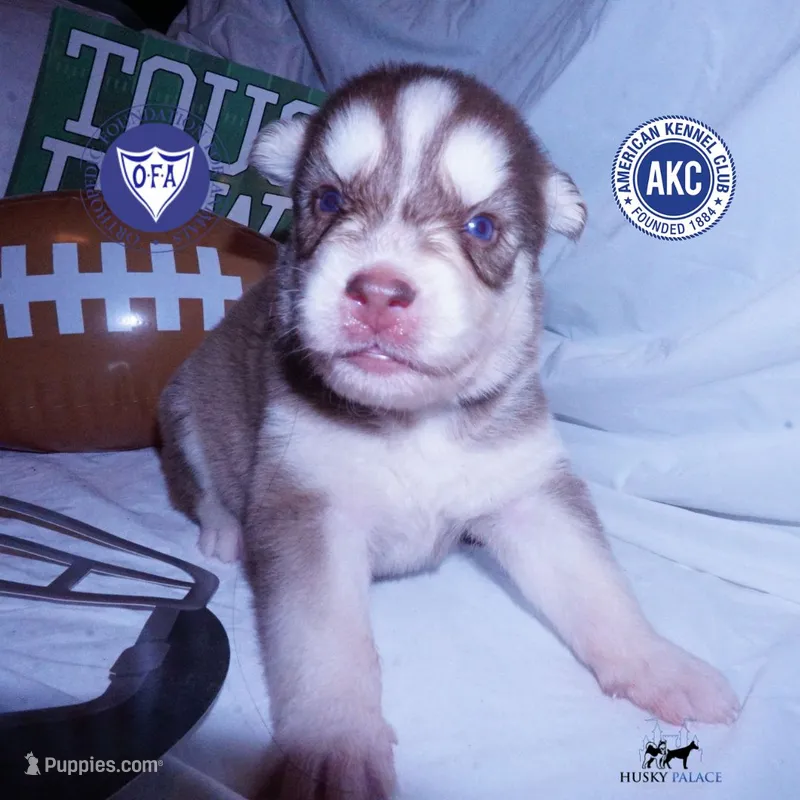 OFA & AKC - Hades – Siberian Husky puppy for sale in Anderson, SC
