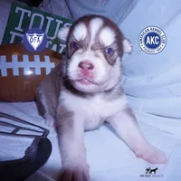 OFA & AKC - Hades, a male Siberian Husky for sale in Anderson, SC – 1 of 10