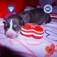 AKC Brown/white OFA, a female Siberian Husky for sale in Anderson, SC – Photo 1 of 7