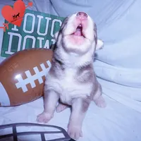 OFA & AKC - Hades, a male Siberian Husky for sale in Anderson, SC – 8 of 10