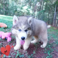 Embark, AKC, & OFA, a female Siberian Husky for sale in Anderson, SC – 2 of 10