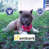 AKC Solid Brown OFA & Embark, a female Siberian Husky for sale in Anderson, SC – 1 of 10