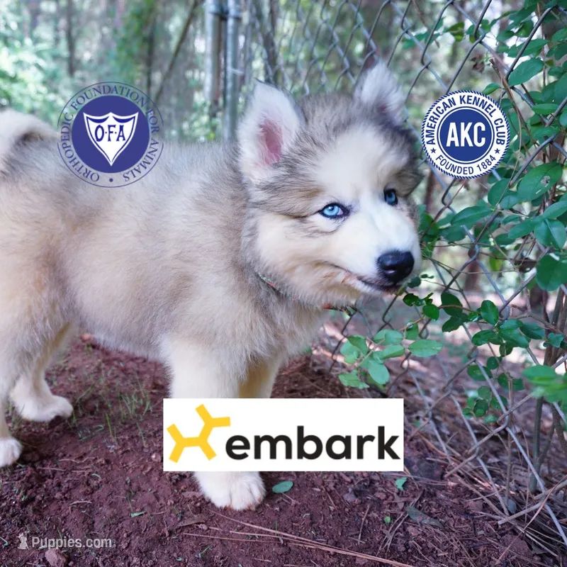 OFA & Embark Tested Parents – Siberian Husky puppy for sale in Anderson, SC
