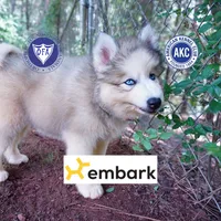 OFA & Embark Tested Parents, a female Siberian Husky for sale in Anderson, SC – 1 of 10