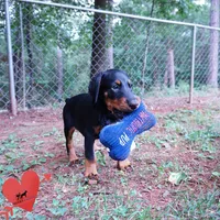 AKC Euro OFA & Embark - Amon, a male Doberman Pinscher for sale in Anderson, SC – 5 of 10