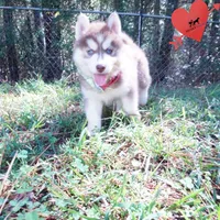 Red/white Ready Soon!, a female Siberian Husky for sale in Anderson, SC – 6 of 10
