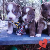 AKC OFA Brown/white, a male Siberian Husky for sale in Anderson, SC – Photo 6 of 10