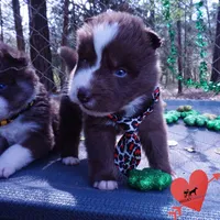 AKC OFA Brown/white, a male Siberian Husky for sale in Anderson, SC – Photo 4 of 10