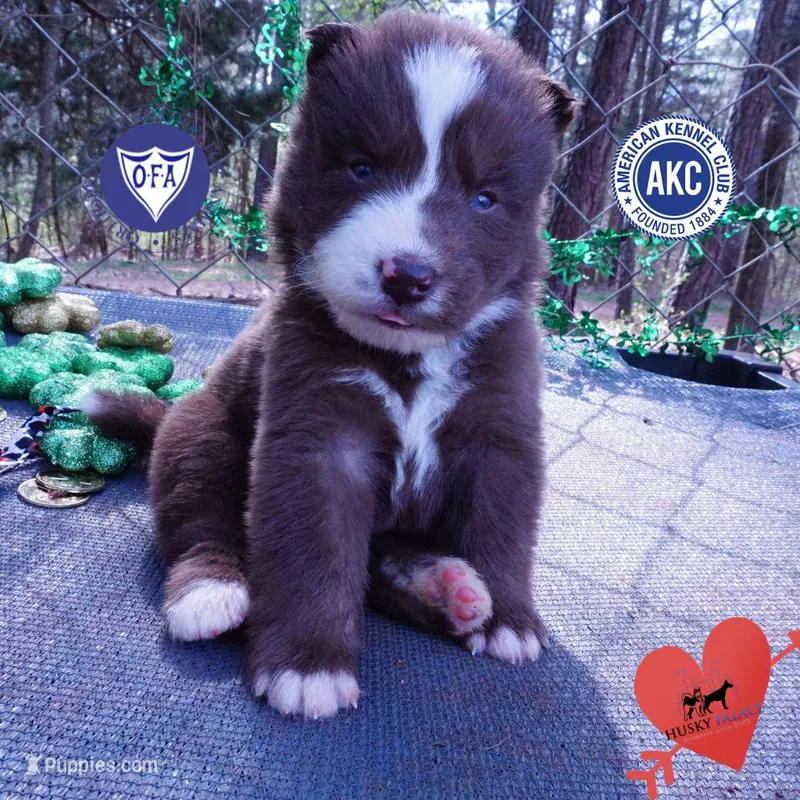 AKC OFA Brown/white – Siberian Husky puppy for sale in Anderson, SC