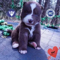 AKC OFA Brown/white, a male Siberian Husky for sale in Anderson, SC – Photo 1 of 10