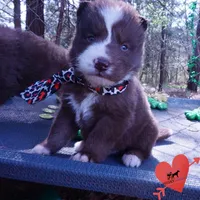 AKC OFA Brown/white, a male Siberian Husky for sale in Anderson, SC – Photo 2 of 10