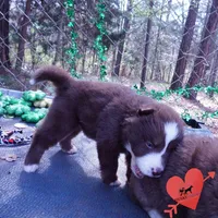 AKC OFA Brown/white, a male Siberian Husky for sale in Anderson, SC – Photo 8 of 10