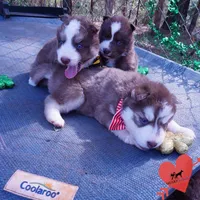 AKC OFA Brown/white, a male Siberian Husky for sale in Anderson, SC – Photo 7 of 10
